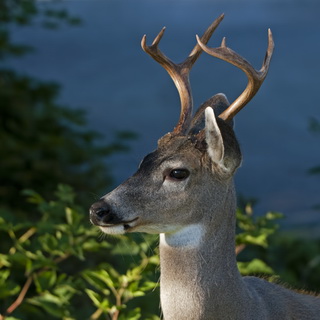 Ucluelet - Mule deer